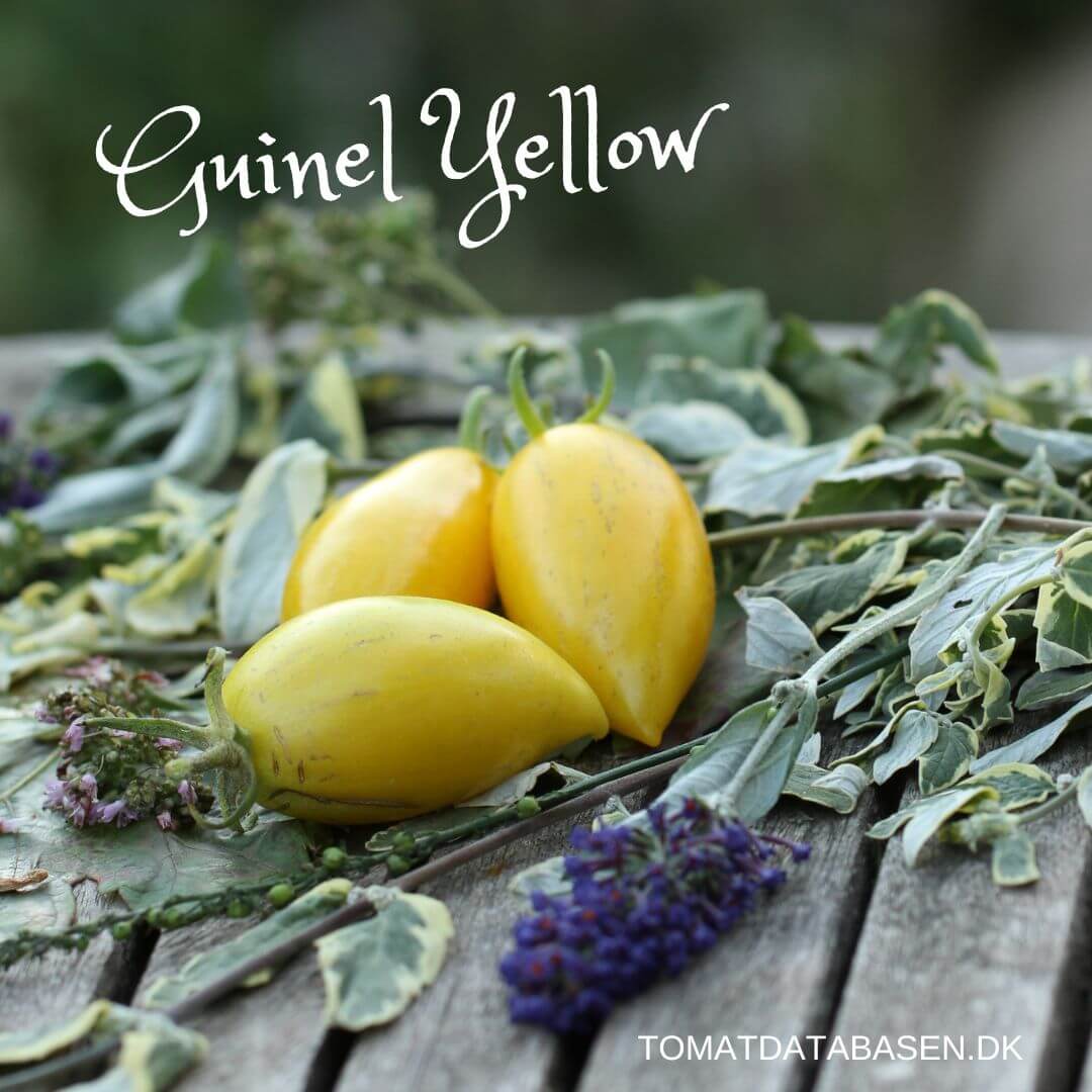 Guinel Yellow